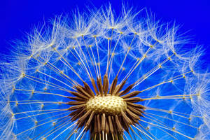 Dandelion Sky Blue Color Hd Wallpaper