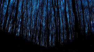 Dark Aesthetic Shadow Trees Wallpaper