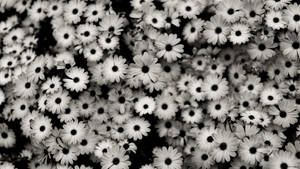 Dark Aesthetic White Florals Wallpaper