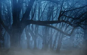 Dark And Foggy Woods Wallpaper