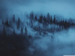 Dark Blue Aesthetic Forest Wallpaper