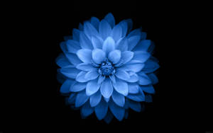 Dark Blue Aesthetic Giant Flower Wallpaper