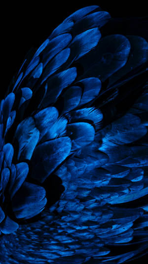 Dark Blue Feathers Wallpaper