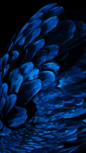 Dark Blue Feathers Wallpaper