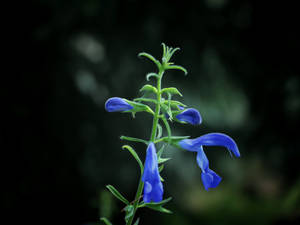 Dark Blue Flower Buds Wallpaper