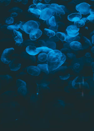Dark Blue Jellyfish Underwater Wallpaper