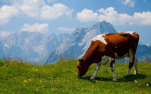 Dark Brown Cow Eating Grass Wallpaper