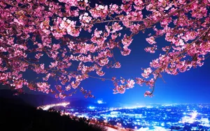 Dark Cherry Blossom At Night Wallpaper