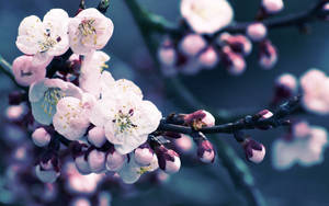 Dark Cherry Blossom Flower Wallpaper