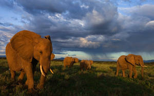 Dark Clouds Elephant Herd Walking Wallpaper