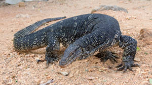 Dark Colored Monitor Lizard With White Circles Wallpaper