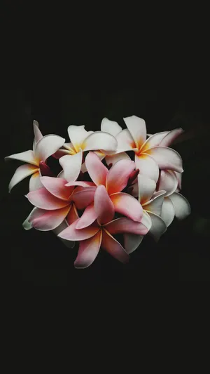 Dark_ Floral_ Plush_ Frangipani_ Bouquet Wallpaper