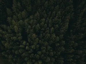 Dark Forest Aerial View Wallpaper