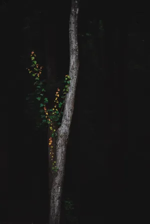 Dark Forest Black Mobile Wallpaper