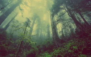 Dark Forest Fog Wallpaper