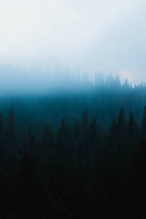 Dark Forest Fog Mobile Wallpaper