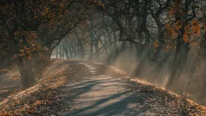 Dark Forest In Autumn Macbook Wallpaper