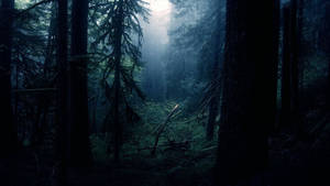 Dark Forest In Daylight Wallpaper