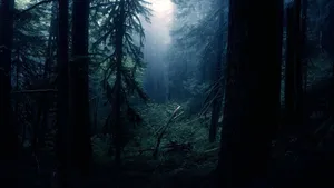 Dark Forest In Daylight Wallpaper