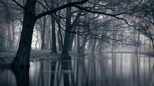 Dark Forest Lake Monochrome Wallpaper