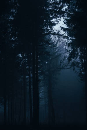 Dark Forest Partial Light Wallpaper