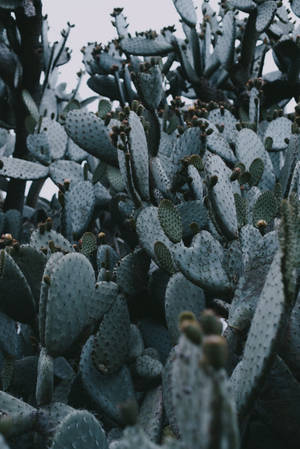 Dark Gray Prickly Pear Cactus Wallpaper