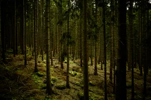 Dark Green Forest Wallpaper