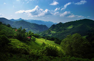 Dark Green Forest On Hillside Wallpaper