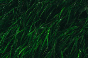 Dark Green Grass Aesthetic Photography Wallpaper