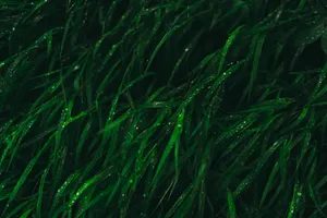 Dark Green Grass Aesthetic Photography Wallpaper