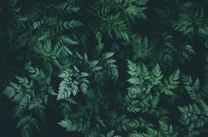 Dark Green Seamless Leaves Wallpaper