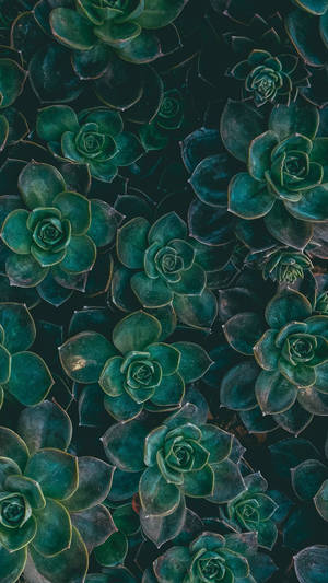 Dark Green Succulent Plants Iphone Wallpaper