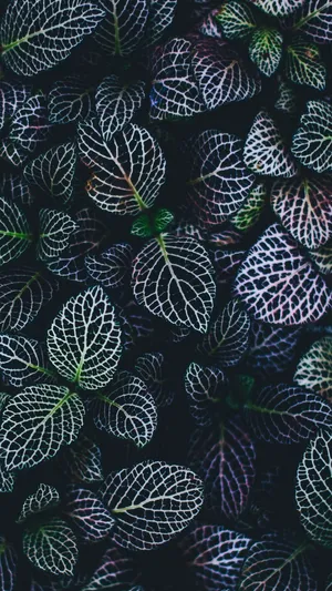 Dark Green With White Lines Variegated Plants Wallpaper