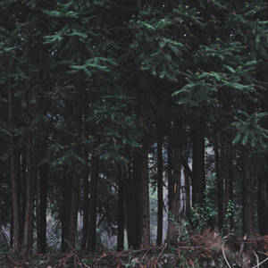 Dark Nordic Forest Wallpaper