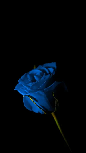 Dark Photography Blue Rose Beautiful Flower Wallpaper