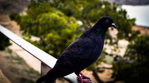 Dark Pigeon Bird Looking At The View Wallpaper