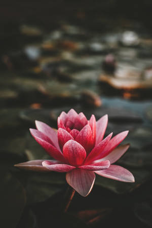 Dark Portrait Aesthetic Of A Lotus Wallpaper