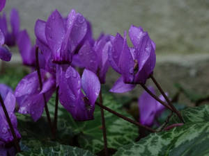 Dark Purple Cyclamen Wallpaper