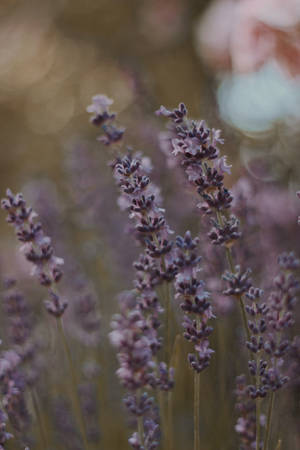 Dark Purple Lavender Flowers Macro Wallpaper