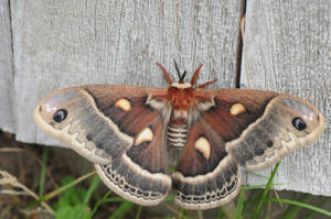 Dark Red Brown Columbia Silkmoth Wallpaper