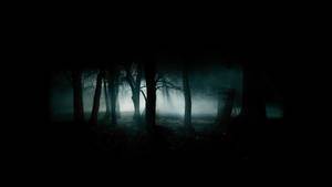 Dark Scary Foggy Forest Wallpaper