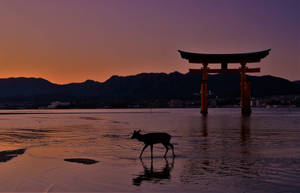 Dark Torii Gate Wallpaper