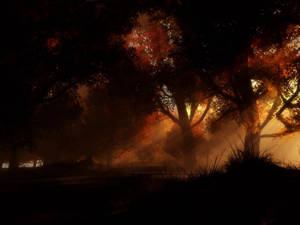 Dark Trees Orange Light Wallpaper