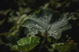 Dark Wet Leaf Wallpaper