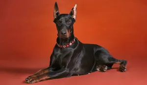 Dashing Black And Rust Doberman Pinscher Wallpaper