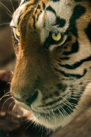 Daunting Yellow Eyes Tiger Hd Wallpaper