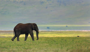 Daylight Elephant Walking Wallpaper