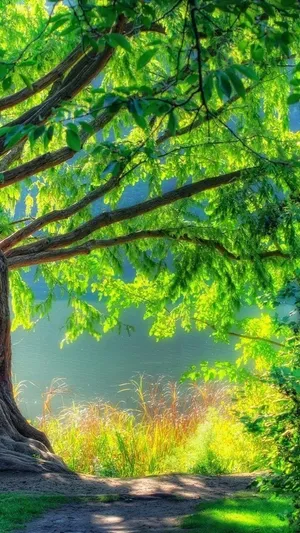 Hd dslr background online