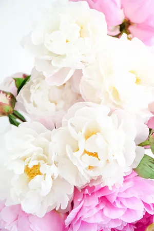 Dazzling White Peony Iphone Display Wallpaper
