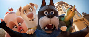 Dc League Of Super Pets Shocked Expressions Wallpaper